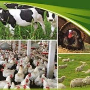 مکمل ویتامینه دام و طیور