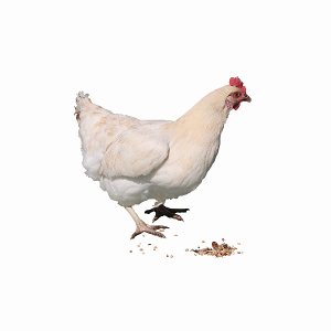 خرید انواع مکمل مرغ گوشتی